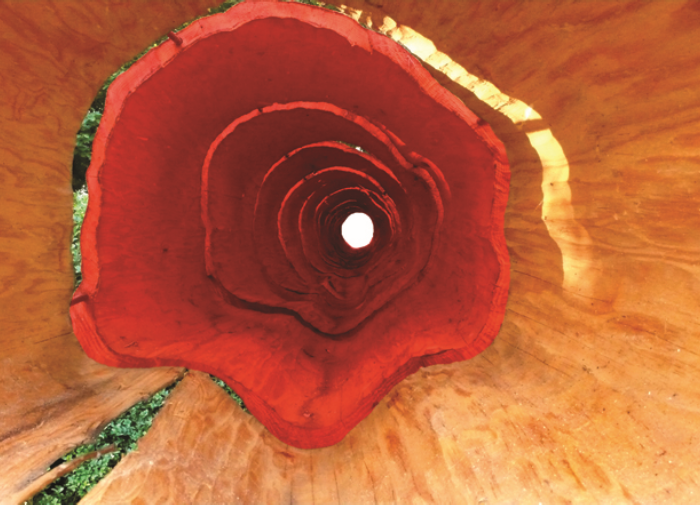 Daniel Van de Velde, Le Marronnier Rouge. Courtesy de l’artiste