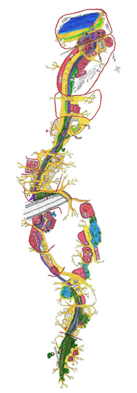 Mathias Poisson, Graphie du déplacement
