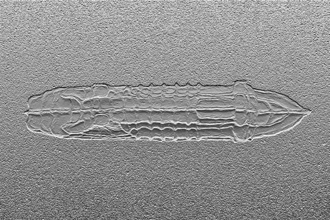 Guillaume Pinard, Nautile, photographie, dimensions variables. Courtoisie Galerie Anne Barrault. Crédit : Guillaume Pinard